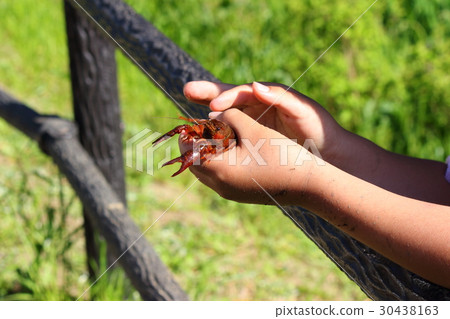 小龍蝦釣魚 小龍蝦釣魚 30438163