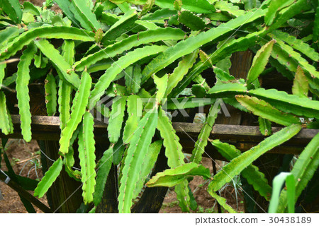 Dragon fruit green stem 30438189