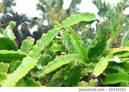 Dragon fruit green stem 30438191
