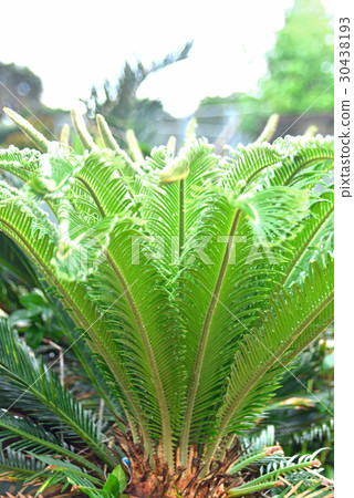 Young leaves of Cyclo 30438193