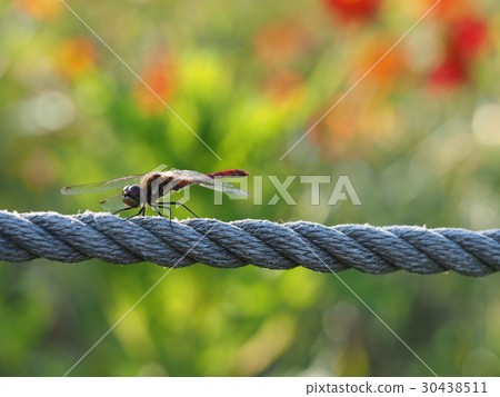 Red crown sticking to rope 30438511