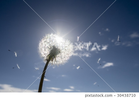 Dandelion's fluff Dandelion's fluff 30438710