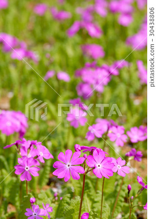 報春花 報春花 30438806