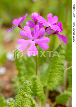 報春花 報春花 30438807