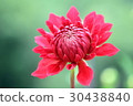 Red dahlia 30438840