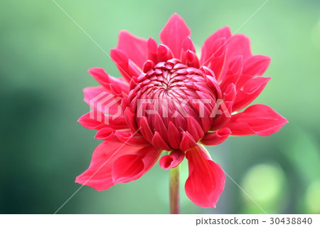 Red dahlia Red dahlia 30438840