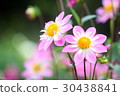 Pink Dahlia 30438841