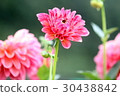 Pink Dahlia 30438842