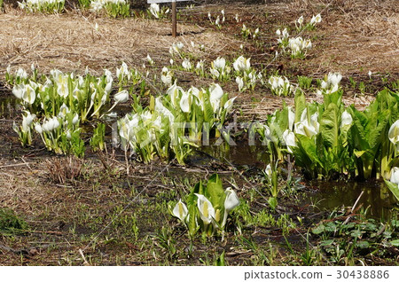 Mizubasho in full bloom in wetlands 30438886