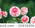 Pink Dahlia 30438906
