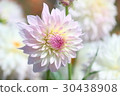 Pink Dahlia 30438908