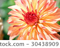 Dahlia of Orange 30438909