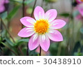 Pink Dahlia 30438910