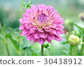 Pink Dahlia 30438912