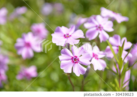 Shibazakura（Shiba櫻花） 30439023