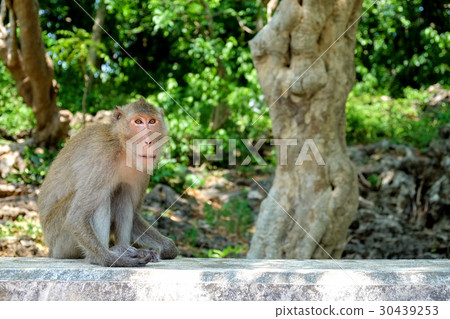 Monkey sitting on the wall at Khao Luang Cave. 30439253