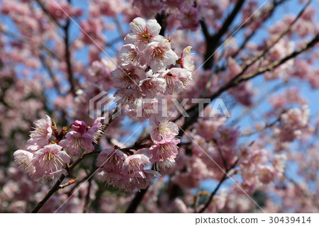 Tsuno Town的櫻花盛開 Tsuno Town的櫻花盛開 30439414