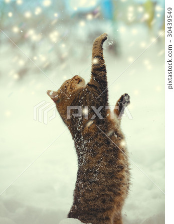 cat standing on hind legs outdoor in winter 30439549
