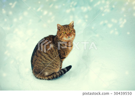 Cat walking in the snow at blizzard 30439550