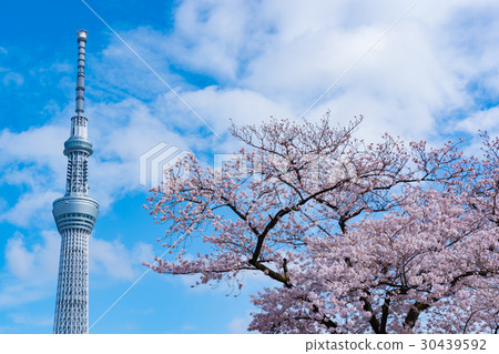 Sky tree and cherry tree 30439592