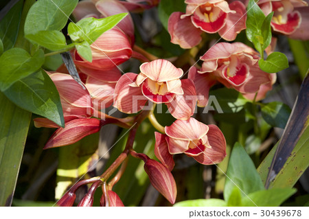 蘭花 蘭花 30439678