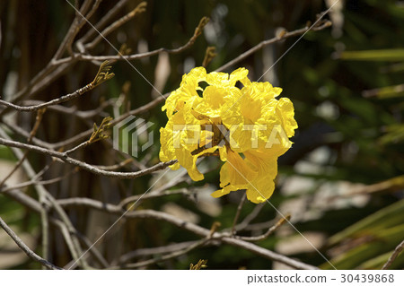 Koganyenuzen 30439868