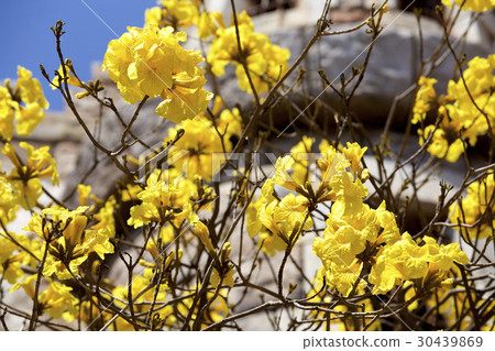 Koganenouzen 30439869