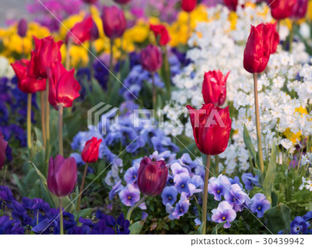 生動的五顏六色的鬱金香，蝴蝶花花園 30439942