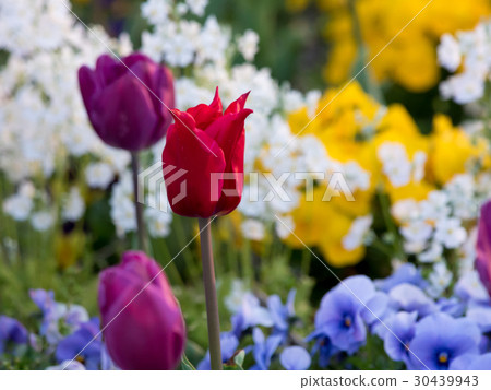 五顏六色和生動的鬱金香，蝴蝶花花園 30439943