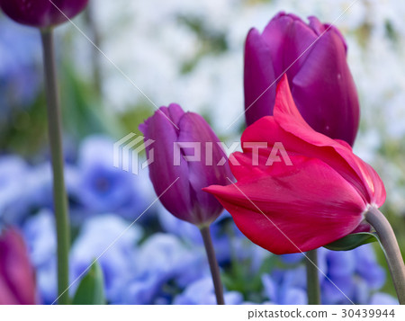 有光澤,性感彎曲的鬱金香 有光澤,性感彎曲的鬱金香 30439944