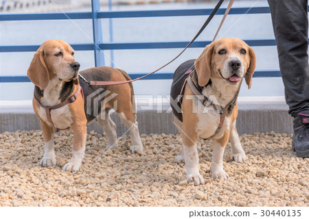 English Beagle 30440135