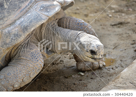 Tortoise Tortoise 30440420