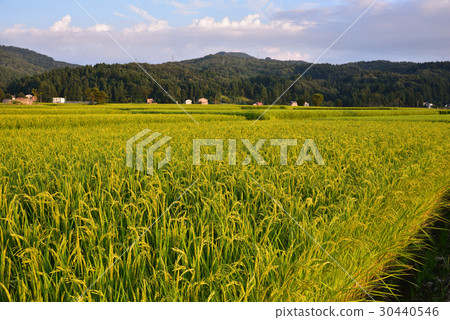 Paddy field 30440546