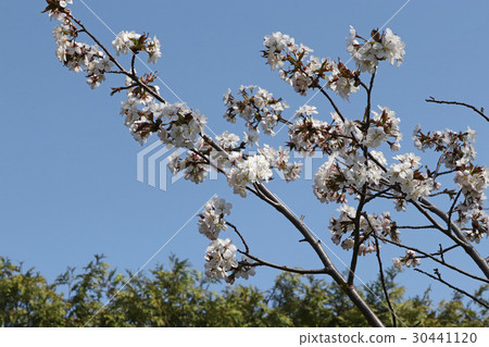 美麗的Minnezakura充滿了優雅 30441120