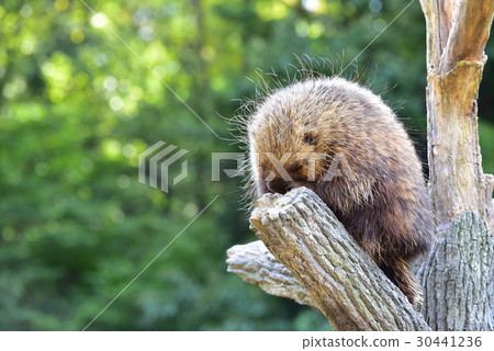 porcupine 30441236