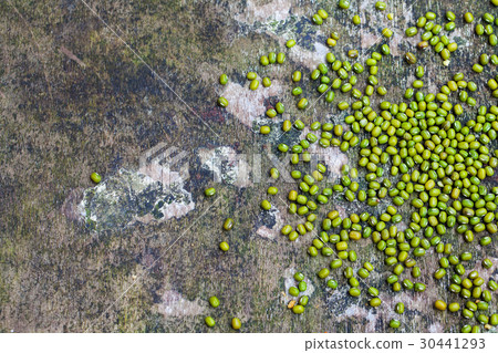 Mung bean, green moong dal in wooden bowl Top view Mung bean, green moong dal in wooden bowl Top view 30441293