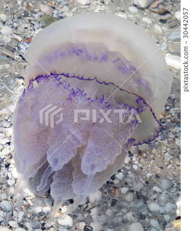Jellyfish (Rhizostomae) in sea Jellyfish (Rhizostomae) in sea 30442057