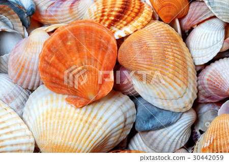 Shells of anadara and scallop 30442059