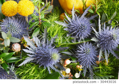 Blue thorn Eryngium Alpi in nature. Close. Blue thorn Eryngium Alpi in nature. Close. 30443016