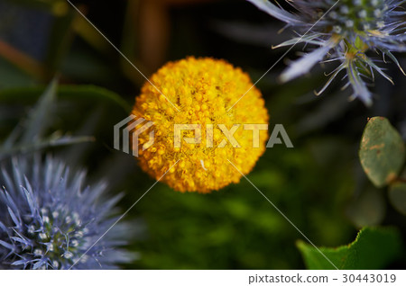 Kraspediya spherical yellow. Close to nature 30443019