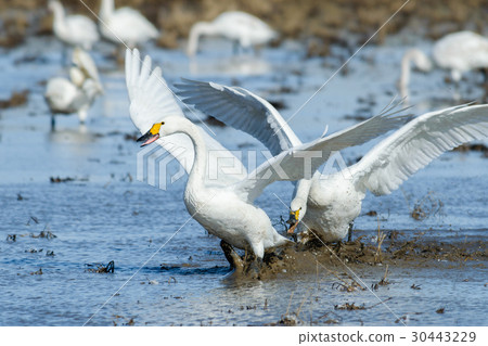 一隻天鵝一掃而空,一隻天鵝追著它 一隻天鵝一掃而空,一隻天鵝追著它 30443229