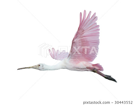 Roseate Spoonbill in flight Roseate Spoonbill in flight 30443552