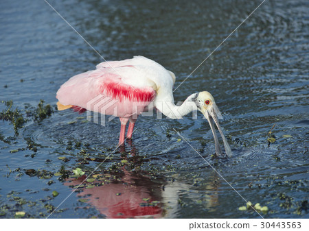 Roseate Spoonbill in a lake 30443563