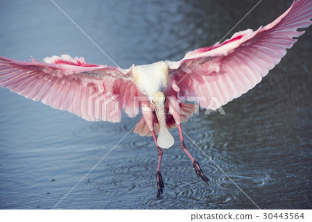 Roseate Spoonbill in flight Roseate Spoonbill in flight 30443564