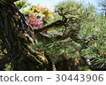 Pine tree 30443906
