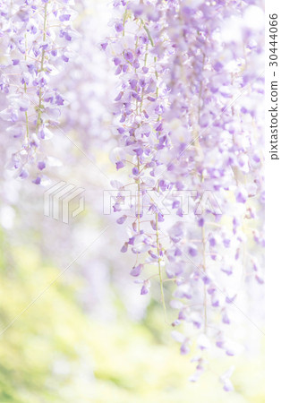 Miyama no Sato森林公園 30444066