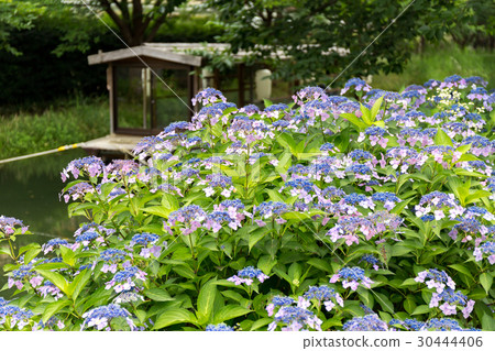 一萬伏見和繡球花 30444406