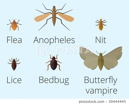 Colorful insects icons isolated wildlife wing Colorful insects icons isolated wildlife wing 30444445