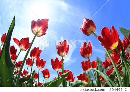 鬱金香1039- 30444542