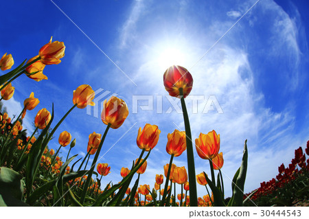 Tulip 1043 0 30444543